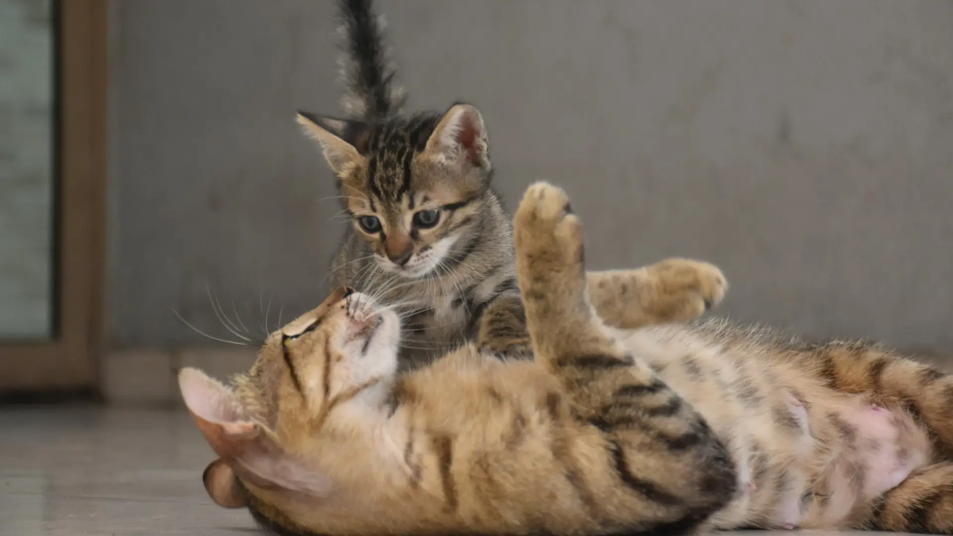 brown tabby cat and orange tabby cat