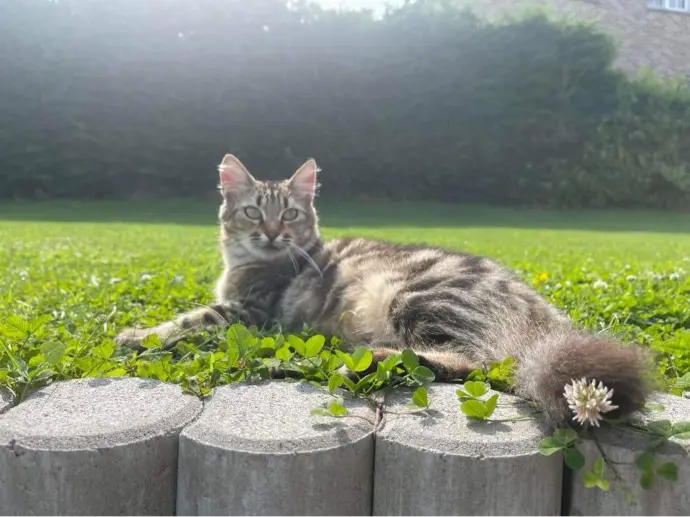 Chat tigré à poils longs allongé sur une bordure de bois, profitant du soleil dans un jardin verdoyant.