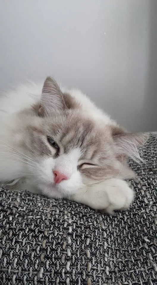 Chat blanc et gris aux poils longs, reposant paisiblement avec un œil à moitié ouvert sur un coussin douillet.