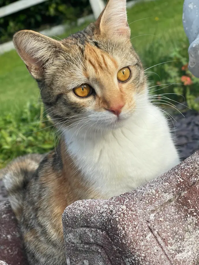 Chat tricolore au regard intense, assis sur un muret en pierre dans un jardin, observant son environnement avec curiosité.